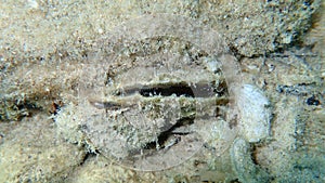 Bivalve mollusc noble pen shell or fan mussel (Pinna nobilis) undersea, Aegean Sea, Greece, Thasos island
