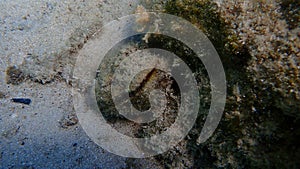 Bivalve mollusc Pinna sp. undersea, Aegean Sea, Greece, Halkidiki