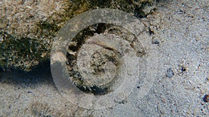 Bivalve mollusc Pinna sp. undersea, Aegean Sea, Greece, Halkidiki