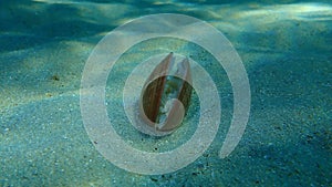 Bivalve mollusc smooth clam Callista chione on sea bottom, Aegean Sea, Greece.