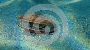 Bivalve mollusc smooth clam Callista chione on sea bottom, Aegean Sea, Greece.