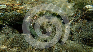 Bivalve mollusc Thorny oyster, Spinous scallop or European thorny oyster Spondylus gaederopus undersea