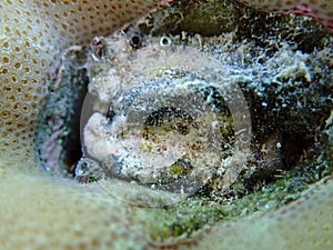 Bivalve mollusk (Identification impossible) undersea, Red Sea, Egypt, Sharm El Sheikh, Montazah Bay photo