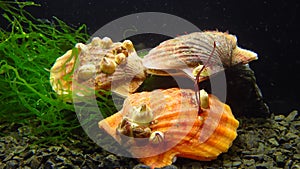 Bivalve mollusk with orange valves Smooth Scallop Flexopecten glaber ponticus, Black Sea