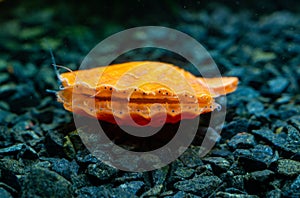 Bivalve mollusk with orange valves Smooth Scallop (Flexopecten glaber ponticus), Black Sea