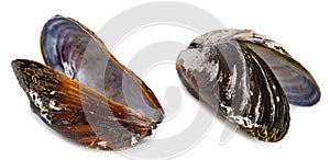 Bivalve mollusk shells of mussel Mytilus edulis photo