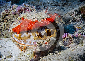 Bivalve mollusk Spondylus Varians Thorny oyster on a coral reef at the bottom of the Indian Ocean