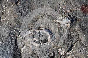 Bivalve mulluscs and brachiopod shell fossils