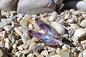 Bivalve purple sea shell close-up on pebble beach
