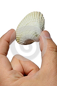 Bivalve seashell from bivalve mollusk Mollusca held in left hand on white background