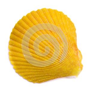 Bivalve seashell isolated on white background