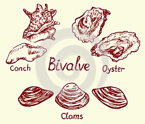 Bivalve set, conch, oyster and clam, with inscription