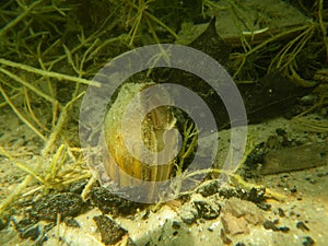 Bivalve in shallow water