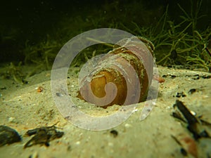 Bivalve in shallow water