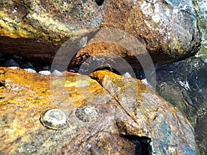 Bivalves and beautiful crab on color full rocks photo