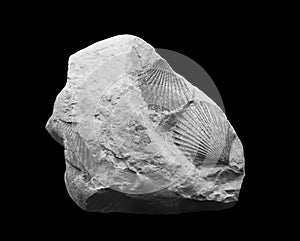 Bivalves fossils photo