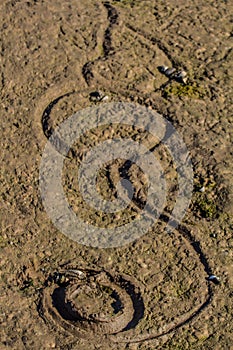 bivalves have made circular passages in ,silt photo