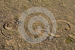 bivalves have made circular passages in ,silt photo