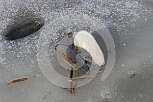 Bivalves shell perch lies on the ice of a frozen lake photo
