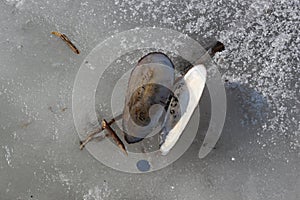 Bivalves shell perch lies on the ice of a frozen lake photo