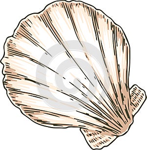 Bivalvia Seashell