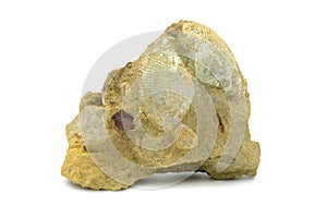 Bivalvia shell on sand stone rock on isolated background