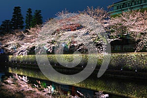 Biwa lake canal with sakura tree