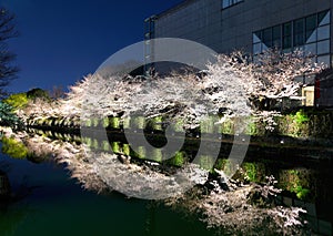 Biwa lake canal with sakura tree besides