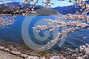 Biwa Lake and cherry