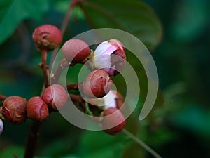 Bixa orellana or Achiote flower used for natural food coloring