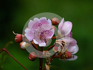 Bixa orellana or Achiote flower used for natural food coloring