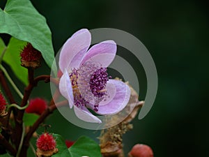 Bixa orellana or Achiote flower used for natural food coloring photo