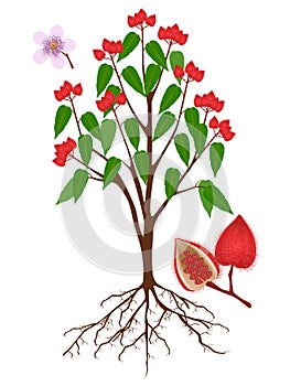 Bixa orellana or anatto tree with fruits and roots on a white background. photo