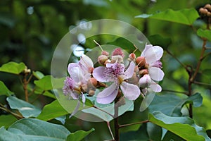 Bixa Orellana at garden