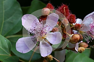 Bixa Orellana at garden