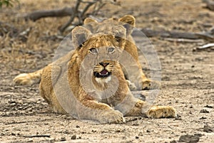 Biyamiti Lion Cubs