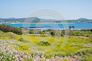 Biyangdo Island sea and spring flower field in Jeju island, Korea