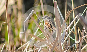 Song Sparrow at Bizard Island photo