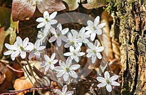 Spring flowers at Bizard Island photo