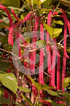 Bizarre acalypha hispida bush with flowers grown in greenhouse