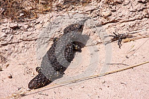 Bizarre Blue-tongued Skink, Trachydosaurus rugosus, resembling a tree cone, Australia