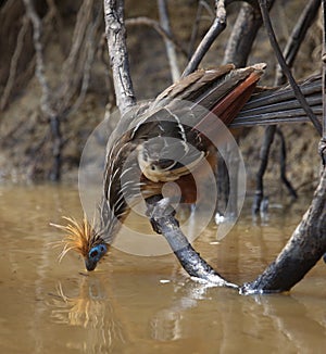 Bizarre colorful Hoatzin Opisthocomus hoazin with reflection drinking water, Bolivia photo