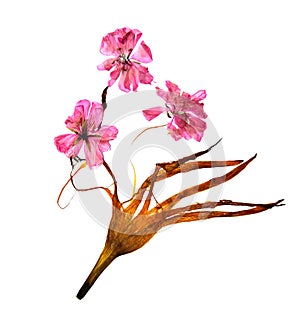 Bizarre curved extruded dried lily petals. pressed delicate flow