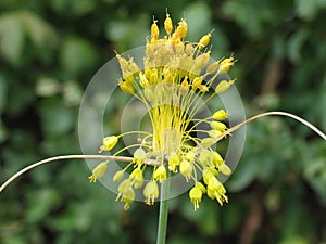 Bizarre flower photo