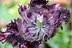 Slowly fading tulip with dark purple petals in bizarre shape photo