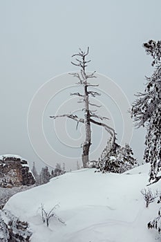 Bizarre gnarled ghost tree is frozen and covered with snow