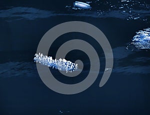 Bizarre ice floe in dark water