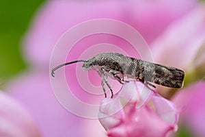 Bizarre insect on pink flower