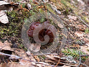 Bizarre mushroom against the background of moss