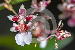 BIZARRE ORCHID â€“ The Ballerina Orchid.